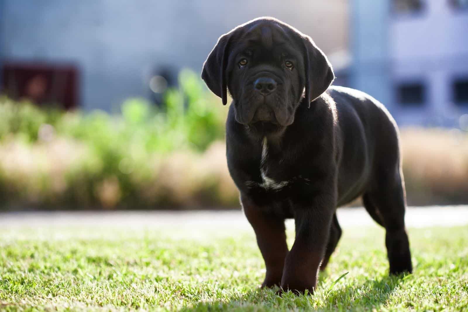 cachorro negro de cane corso lindo