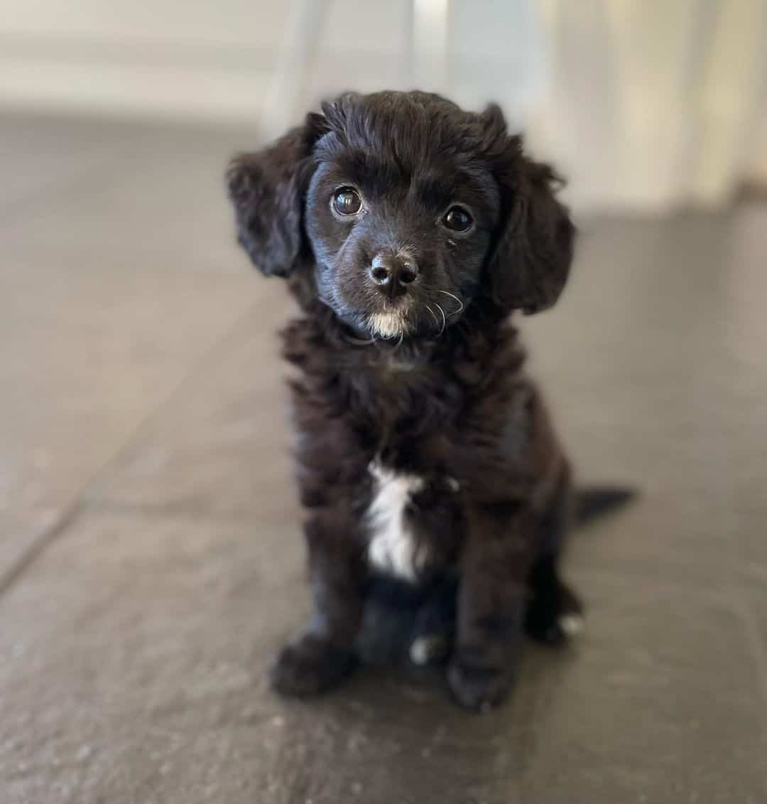 cavapoo negro sentado en el suelo