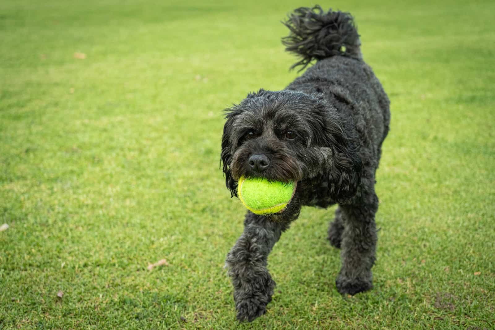 cavapoo negro caminando por el césped con pelota en la boca