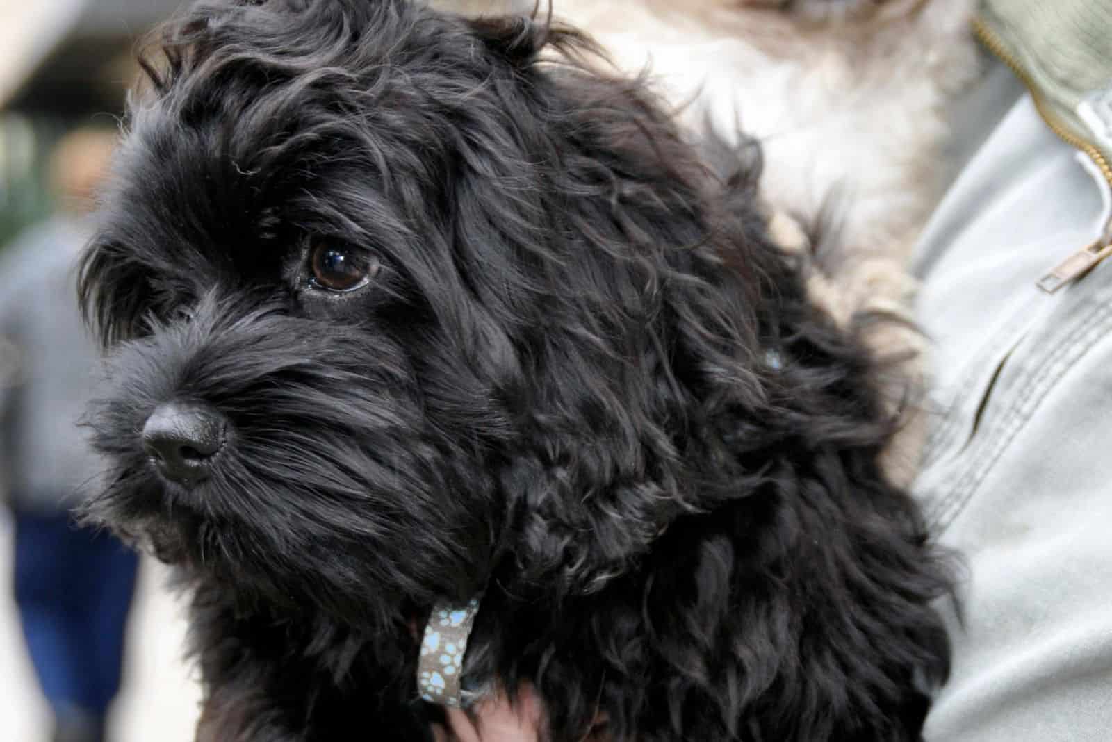 cockapoo negro siendo llevado por una persona con otro perro