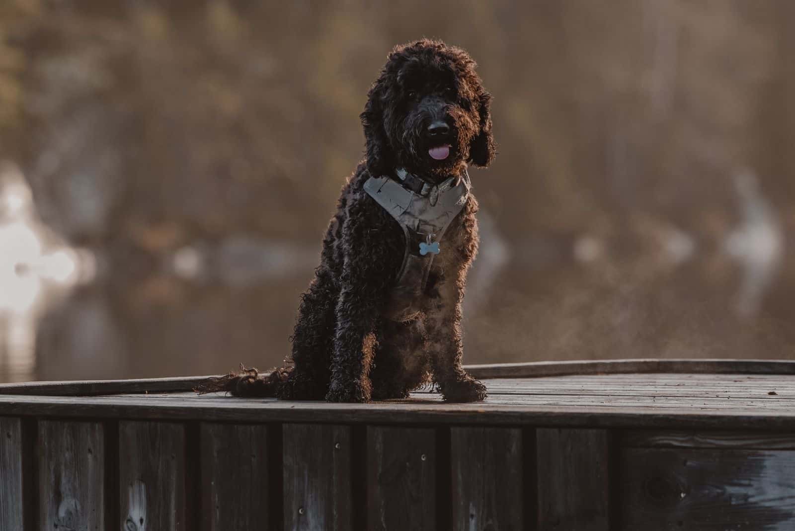 perro cockapoo negro de pie sobre una caja