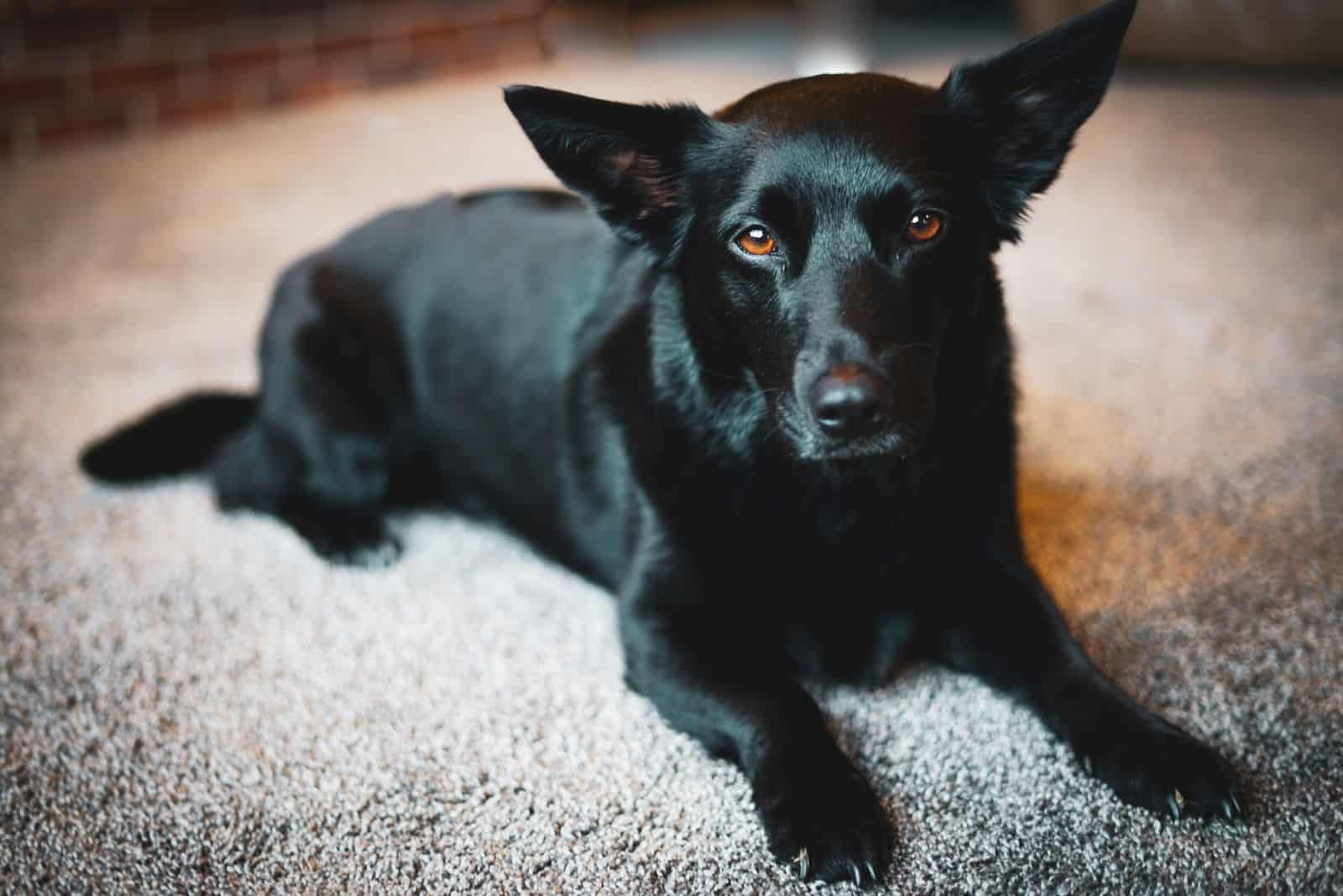 Perro mezcla de Corgi y Labrador negro acostado en una alfombra