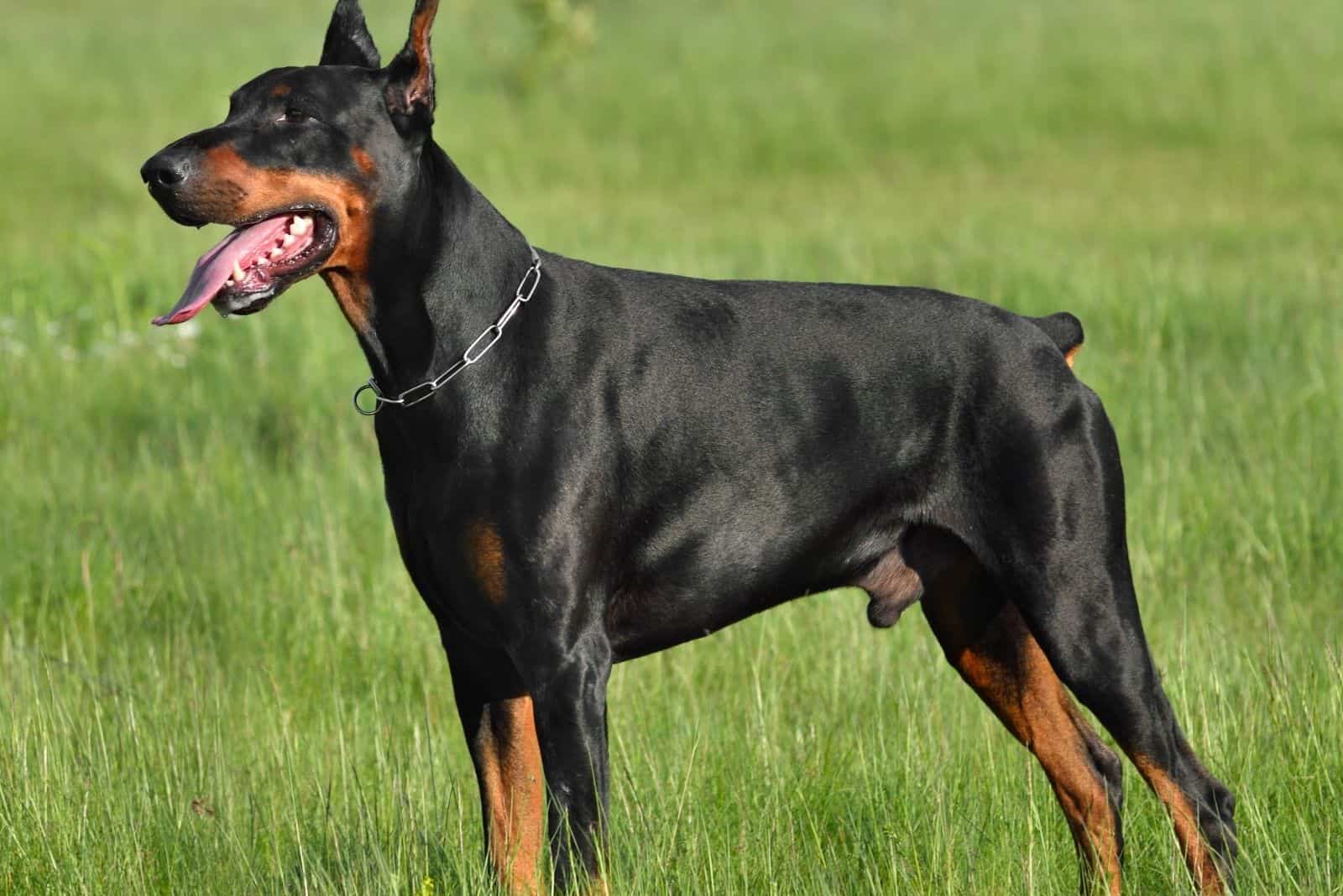 doberman negro de pie junto al césped verde al aire libre