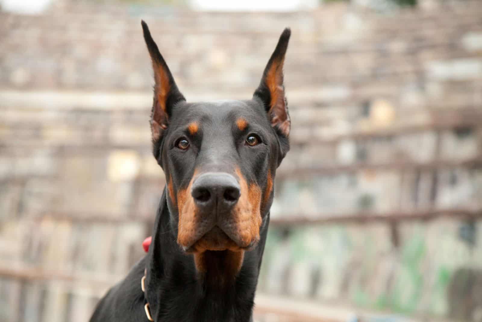 doberman negro en el parque