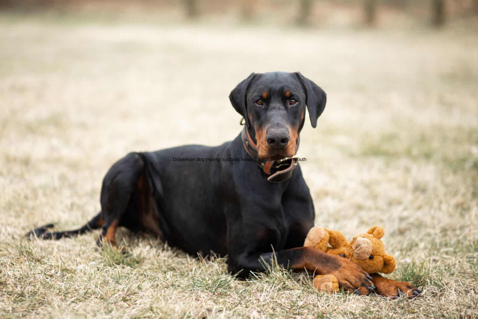 doberman negro con su juguete al aire libre