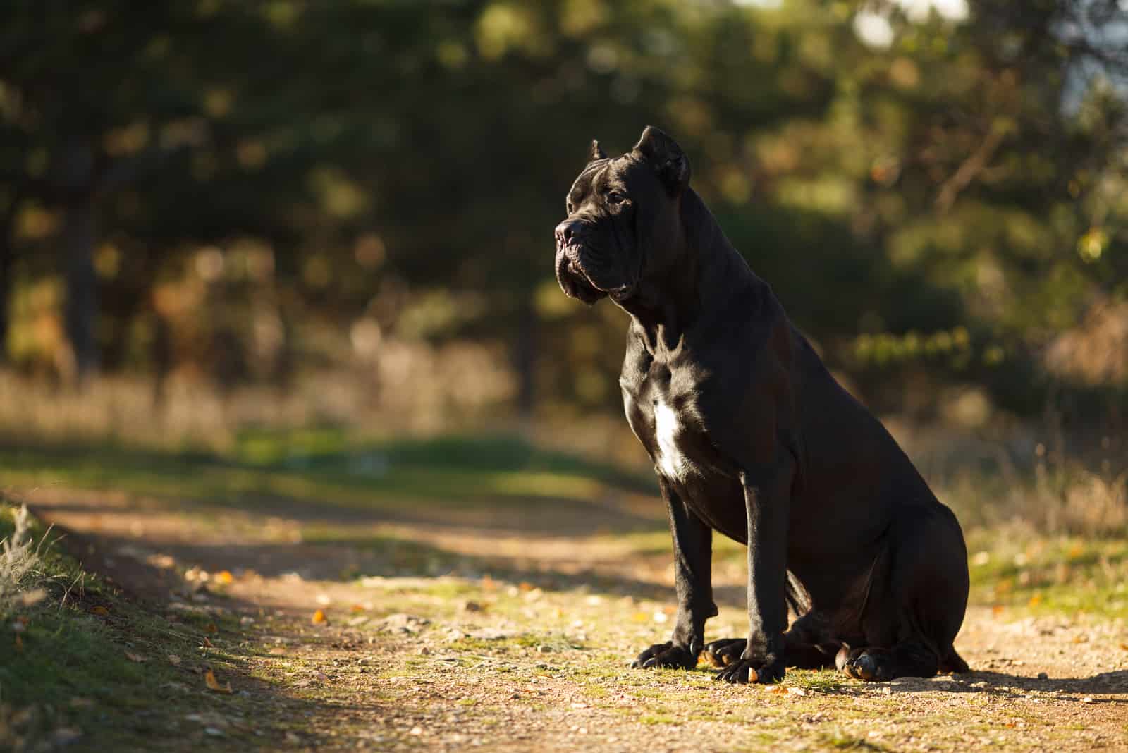 perro negro sentado afuera en un camino