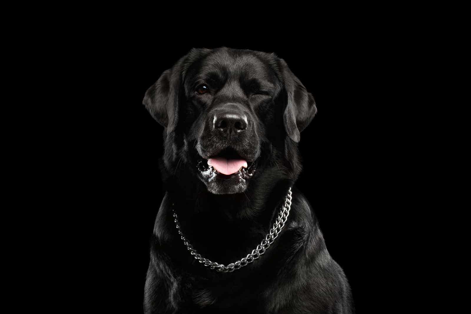 perro negro con fondo negro guiñando un ojo