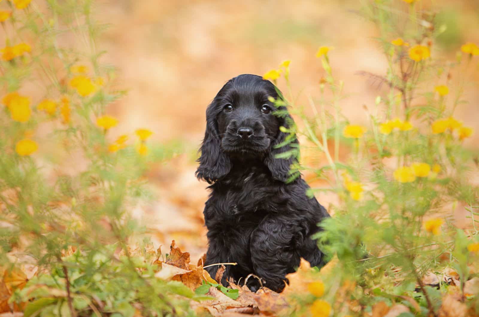 cachorro de cocker spaniel inglés negro en la naturaleza