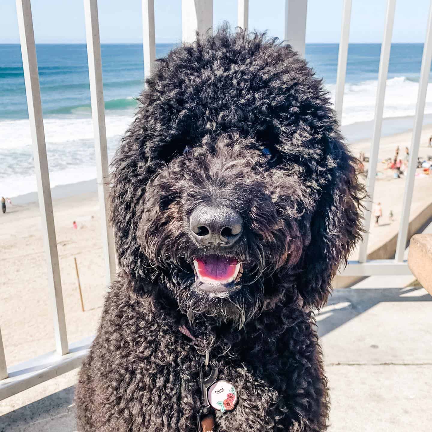 f1b labradoodle negro