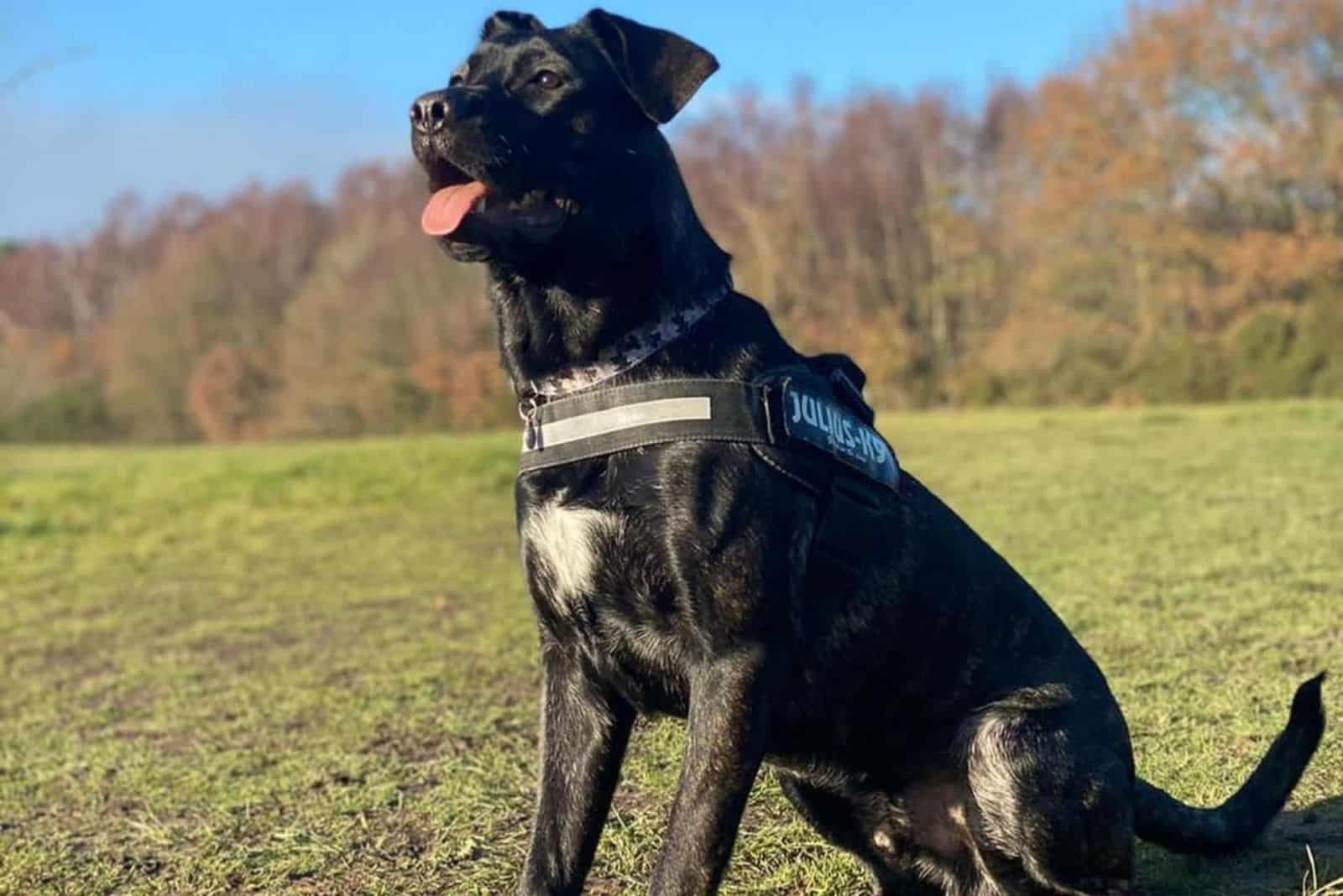 raza de perro black german corso
