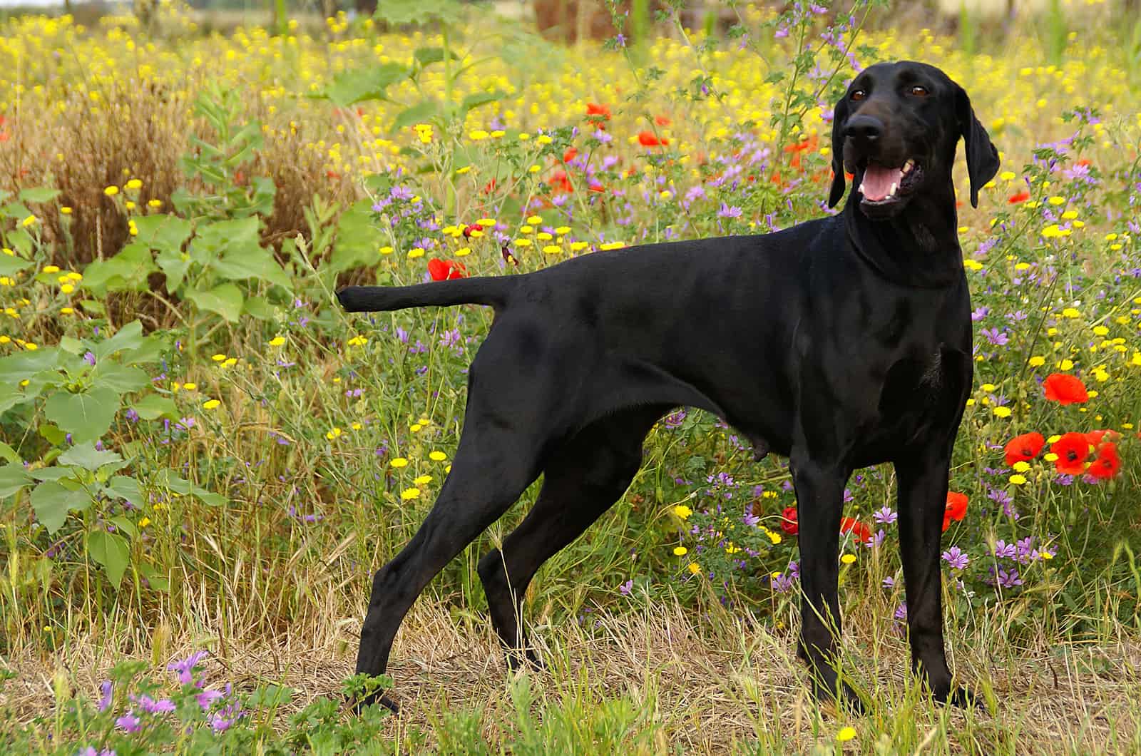 perro pointer alemán de pelo corto negro