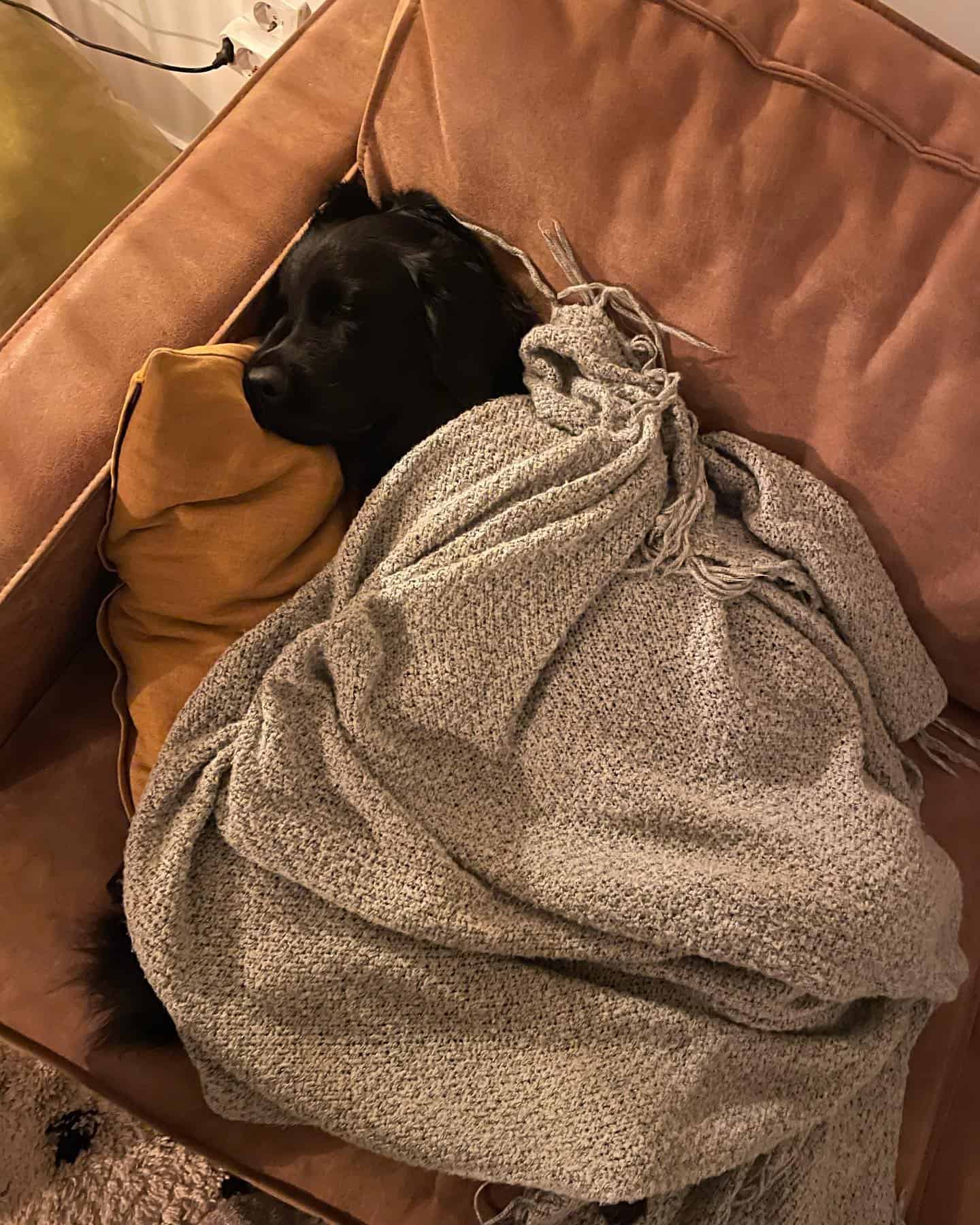 black golden retriever tumbado en el sofá cubierto con una manta