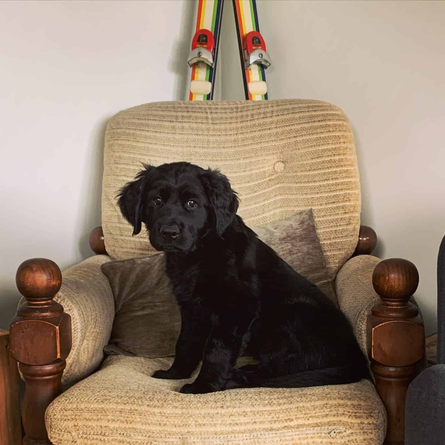 cachorro de golden retriever negro sentado en el sofá