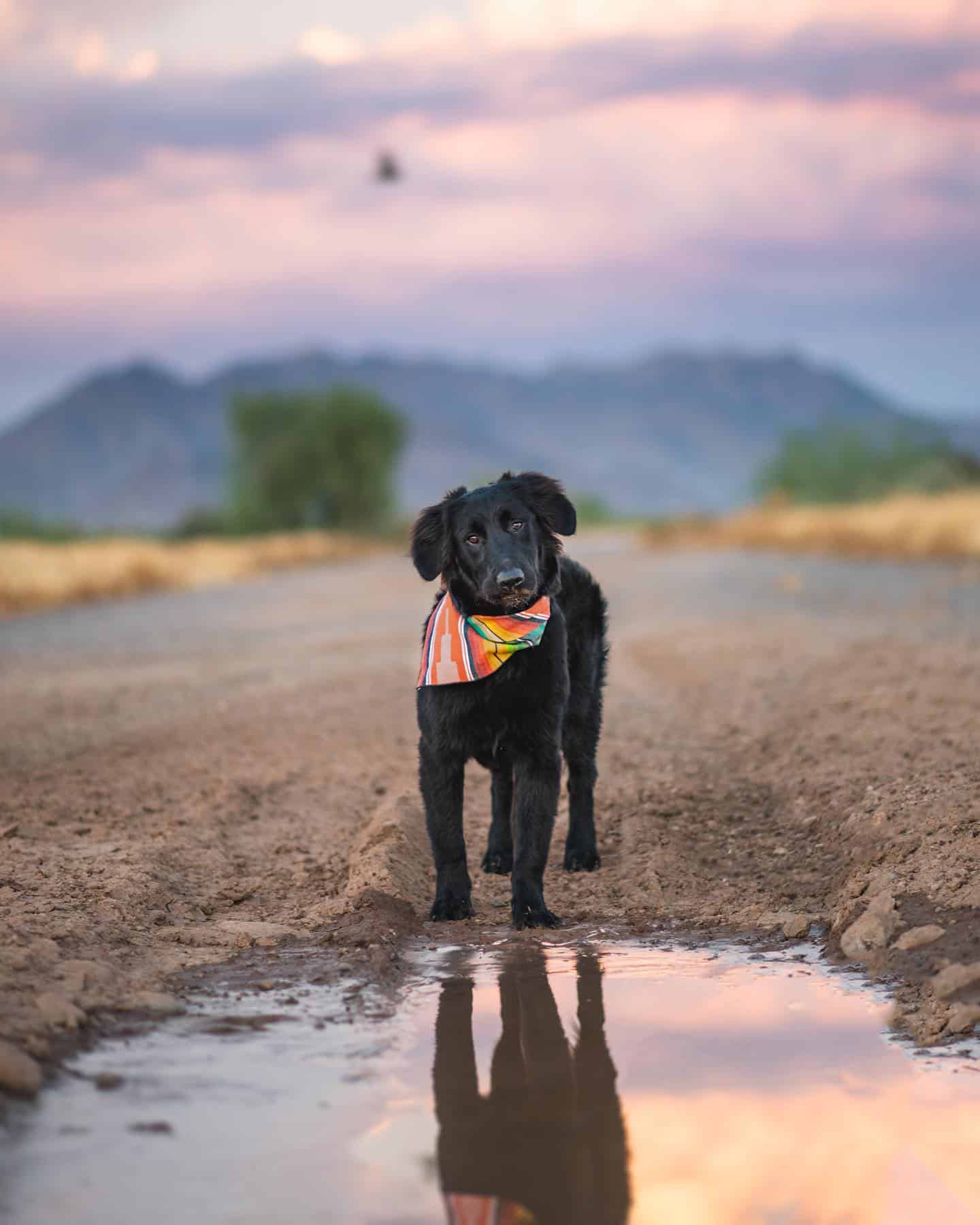 cachorro de golden retriever negro sentado al aire libre