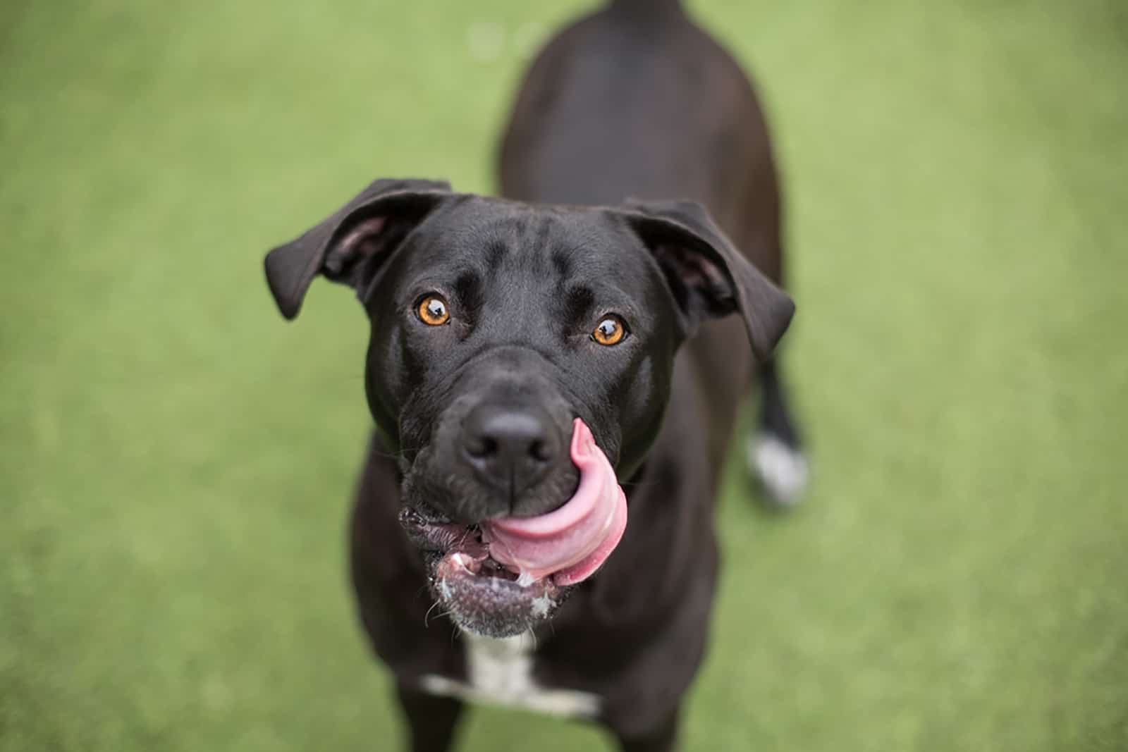 perro labrador negro lame sus labios