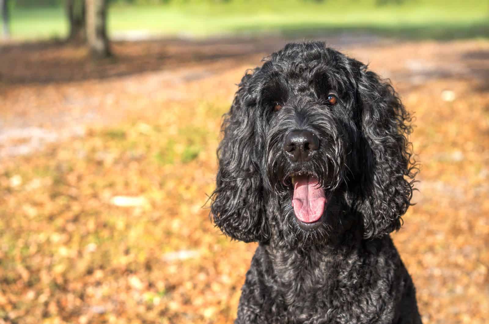 labradoodle negro al aire libre