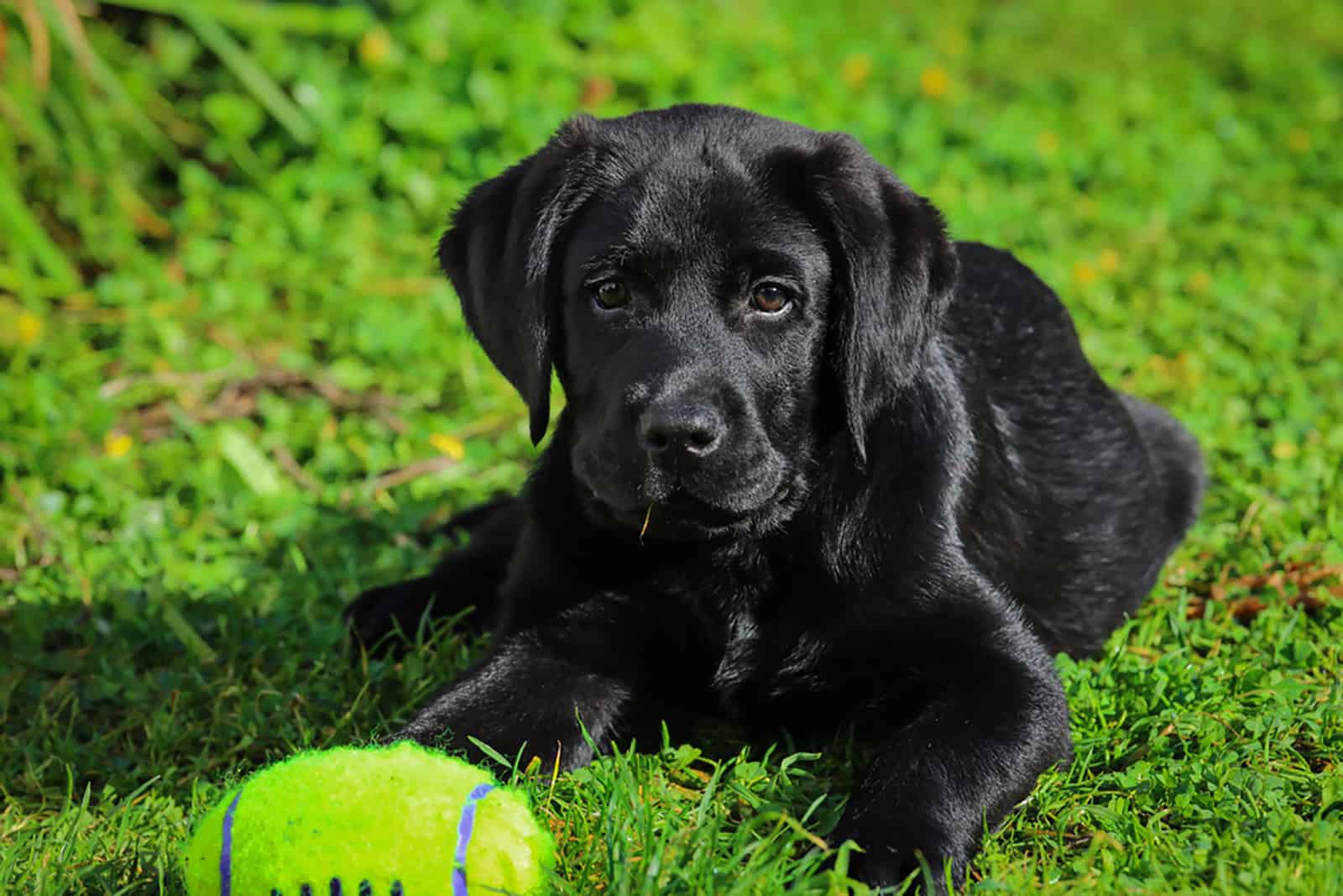 cachorro labrador negro en la hierba en el parque