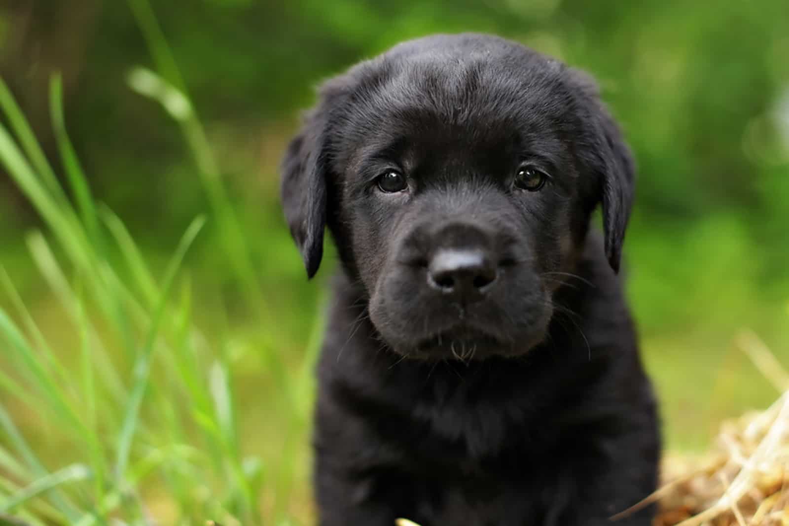 cachorro labrador negro en la naturaleza