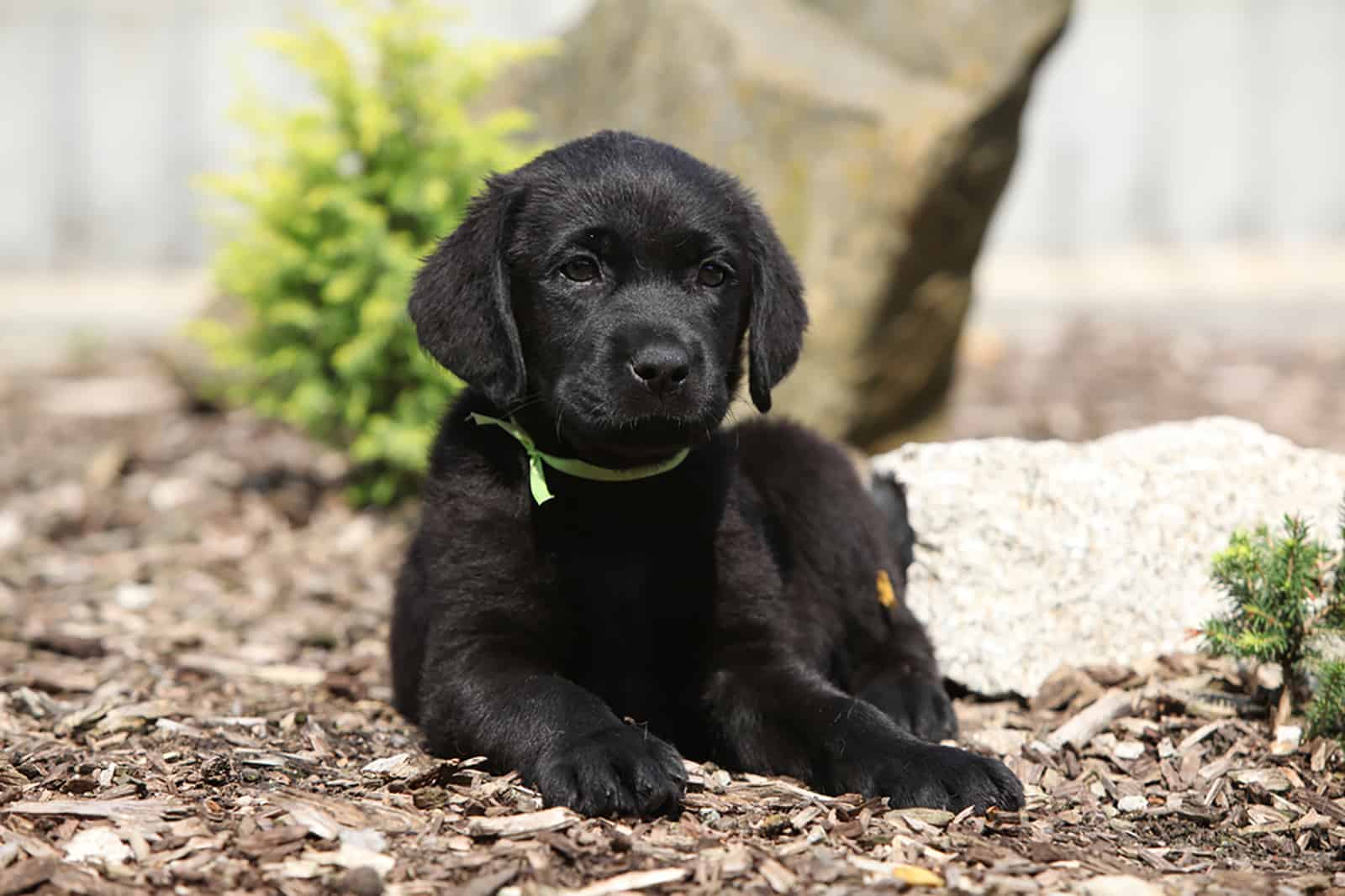 cachorro labrador retriever negro acostado al lado de piedras