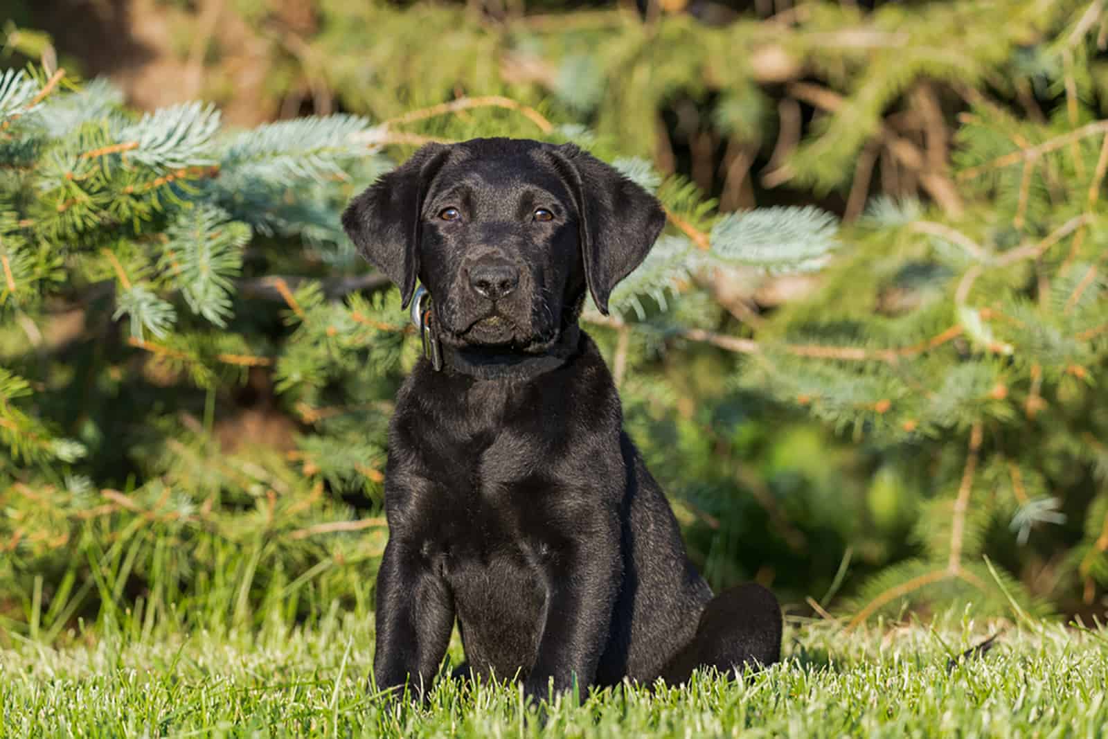 cachorro labrador retriever negro sentado en la hierba