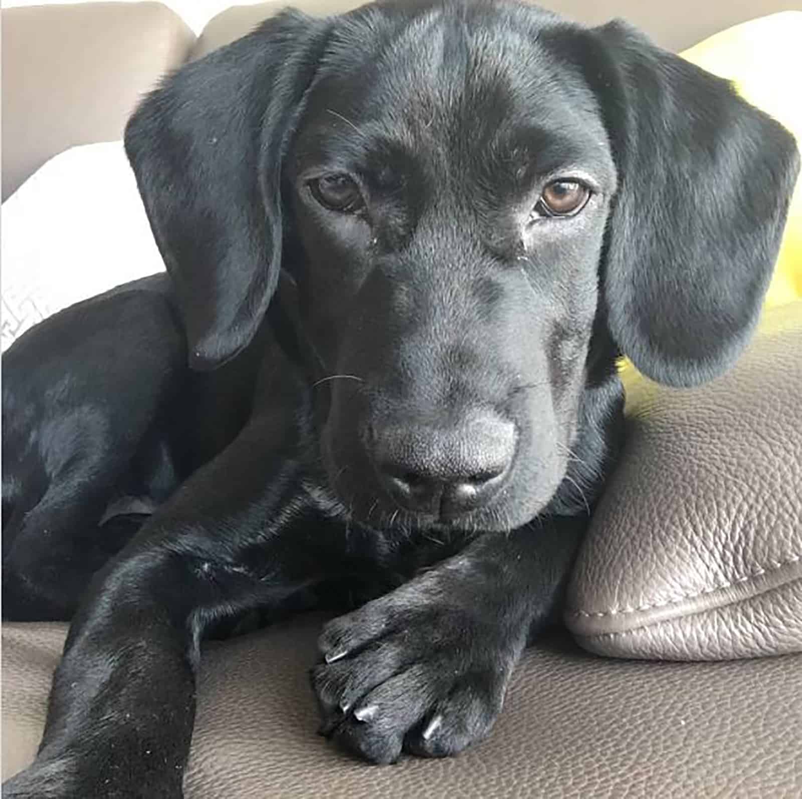 labrador miniatura negro tumbado en el sofá y mirando a la cámara