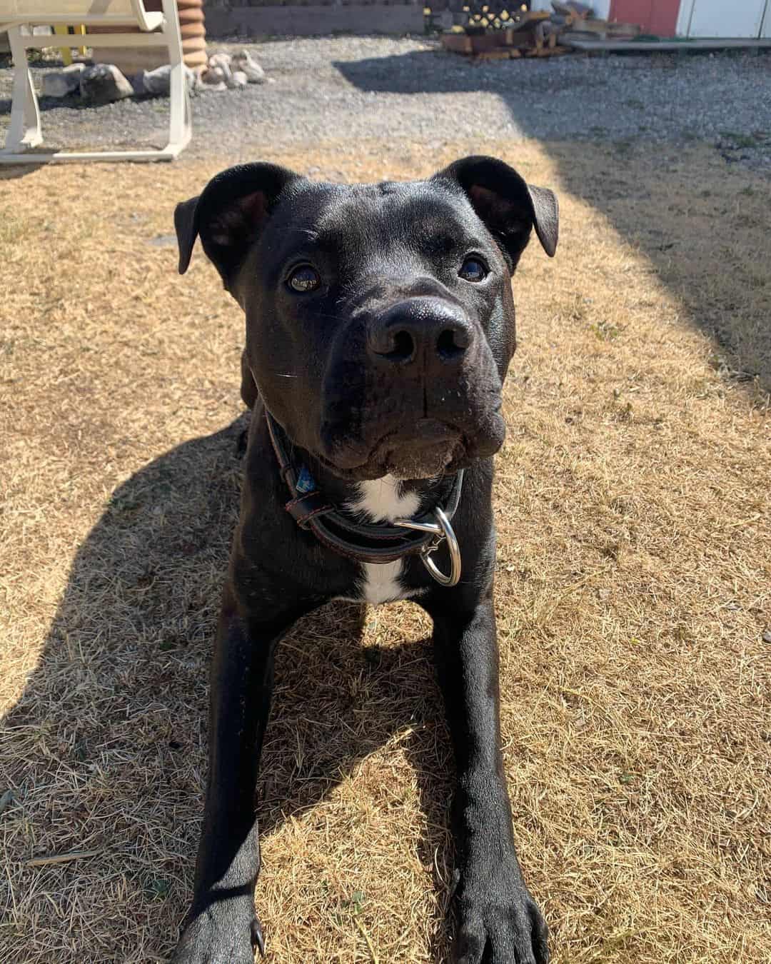 mezcla de pitbull akita negro