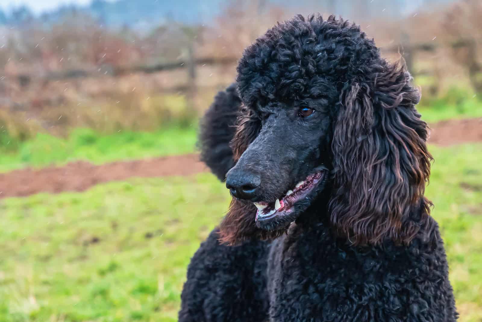 Caniche negro al aire libre
