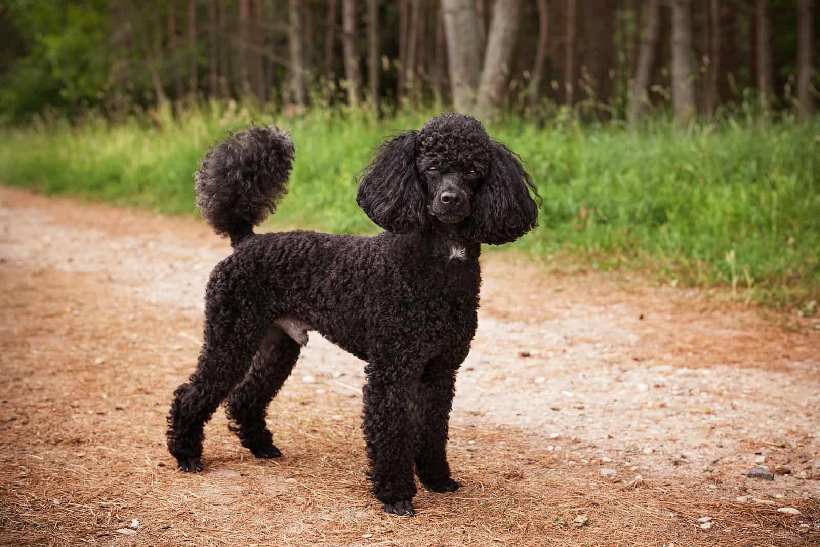 poodle negro parado afuera