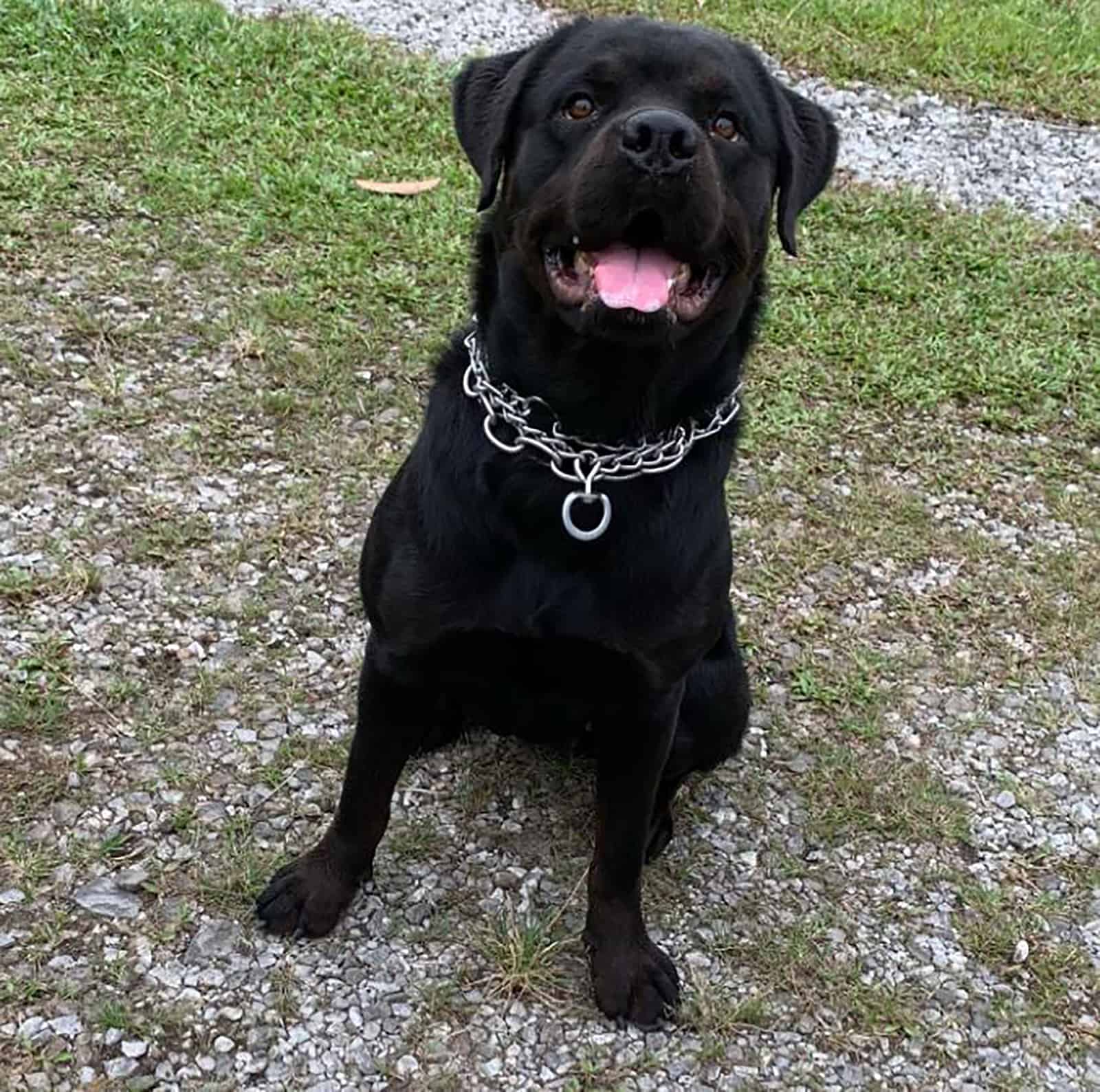 rottweiler negro