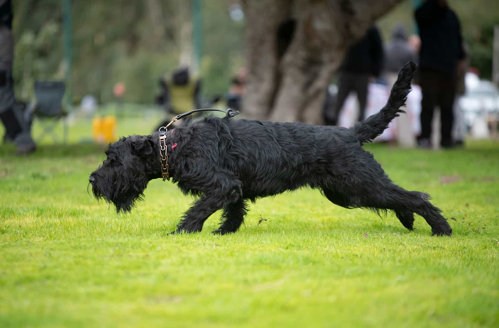 terrier ruso negro corriendo en el césped