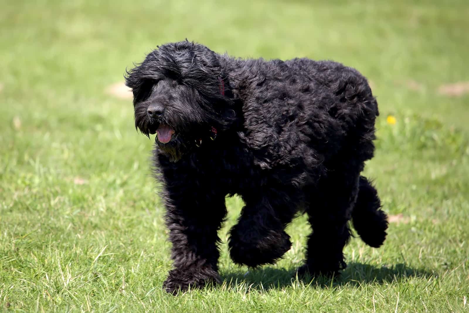 terrier negro ruso corriendo en el parque