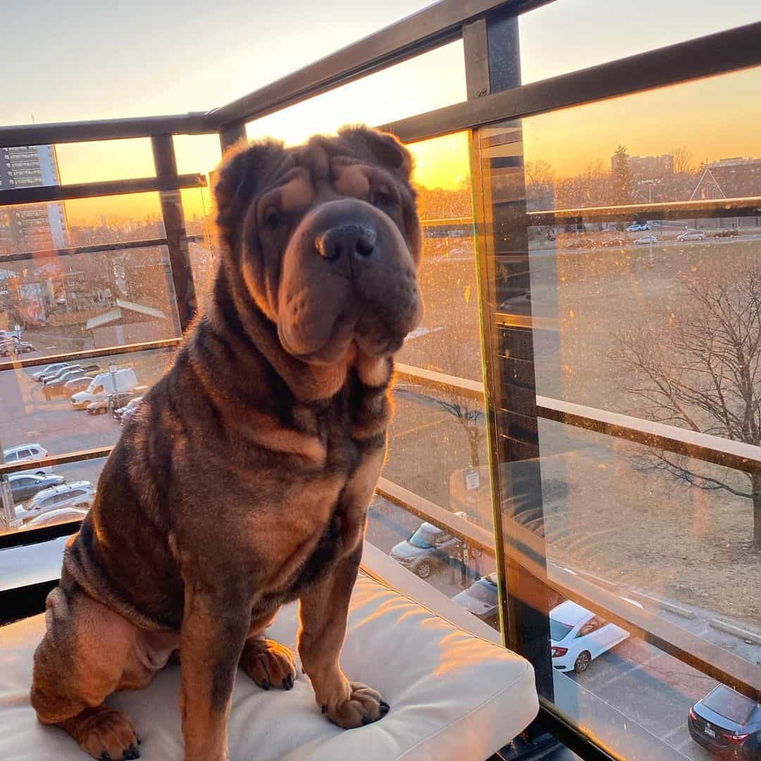 shar pei sable negro