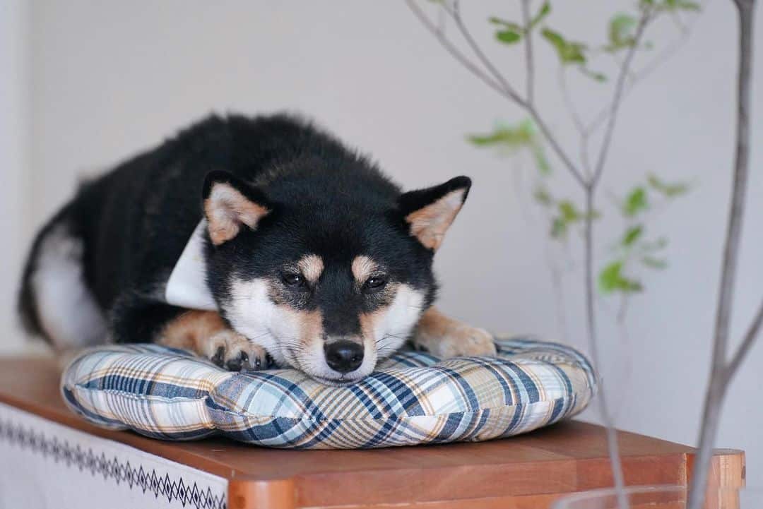 perro shiba inu negro descansando