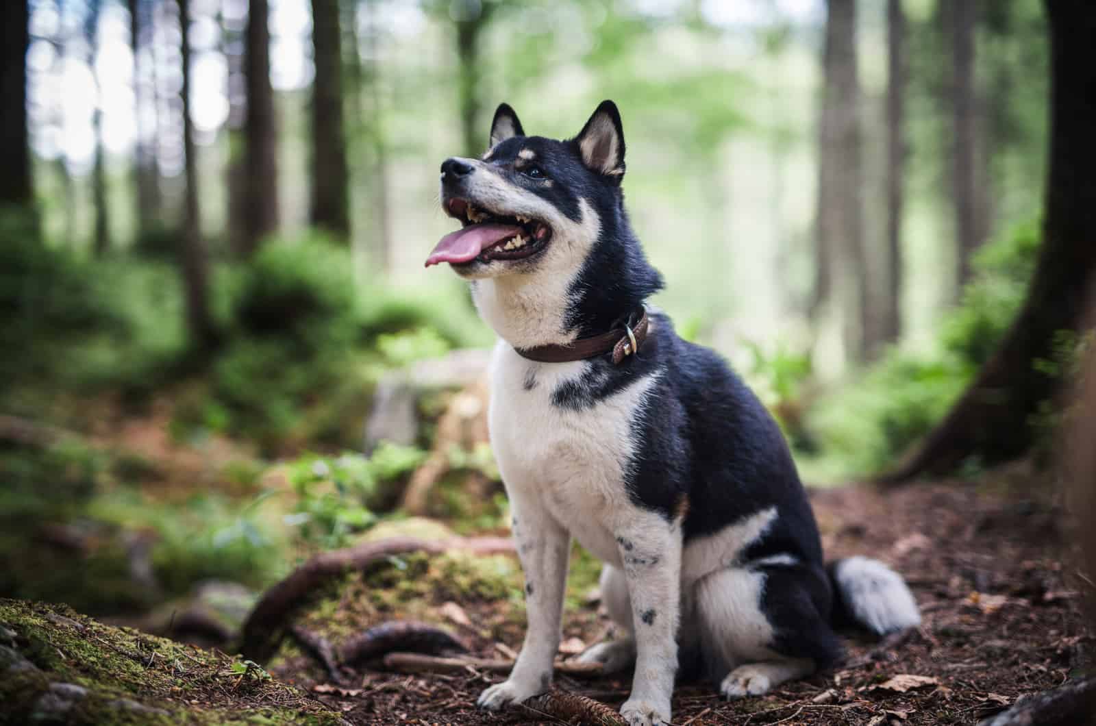 shiba inu negro en el bosque