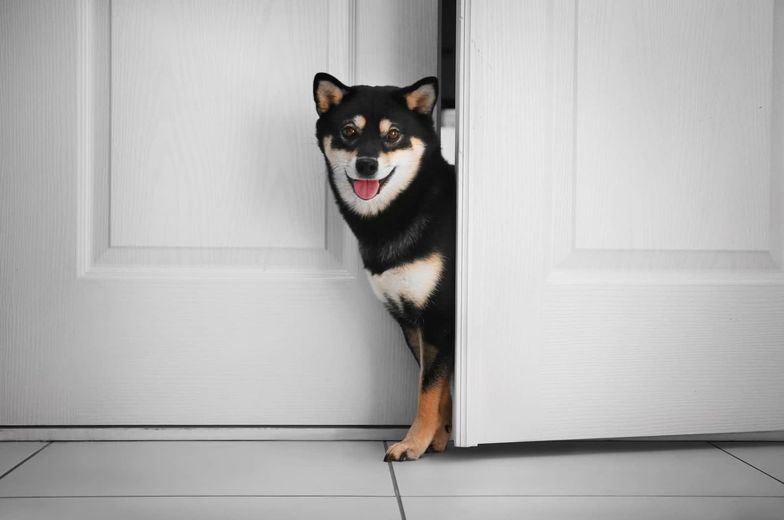 shiba inu negro mirando por la puerta