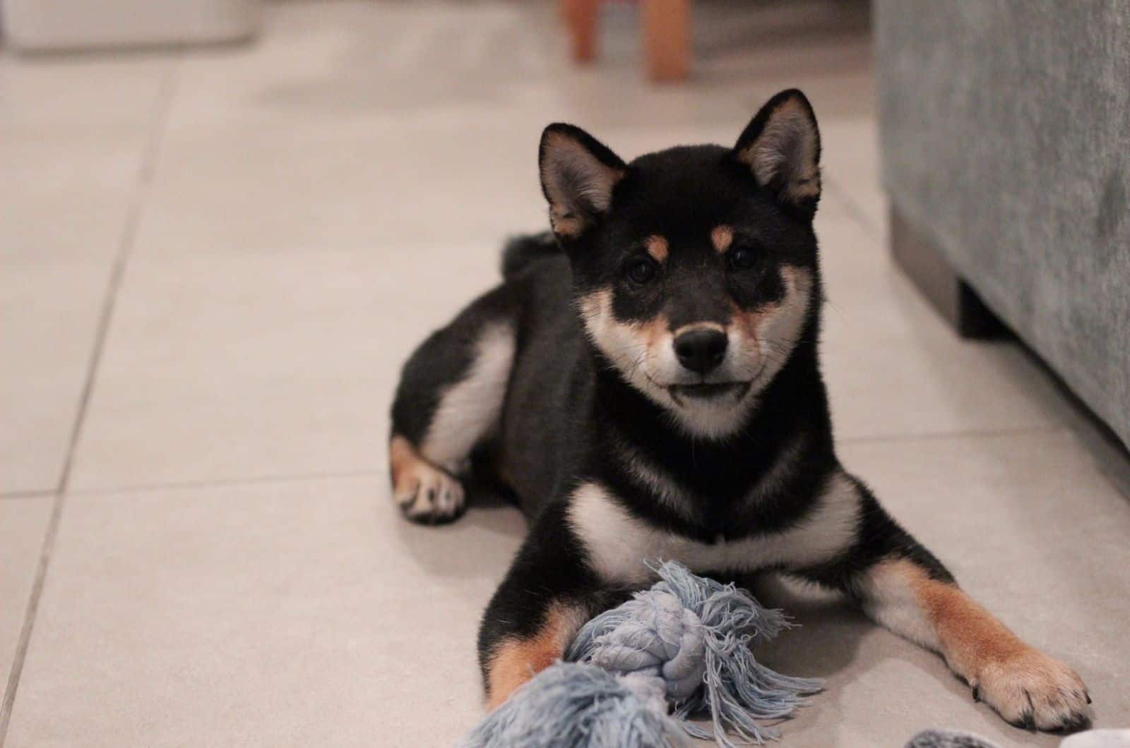cachorro shiba inu negro