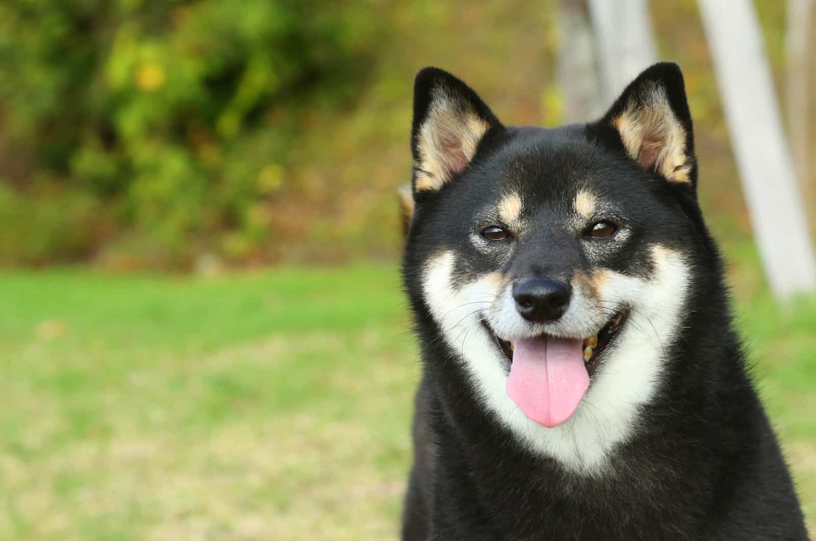 shiba inu negro sonriendo