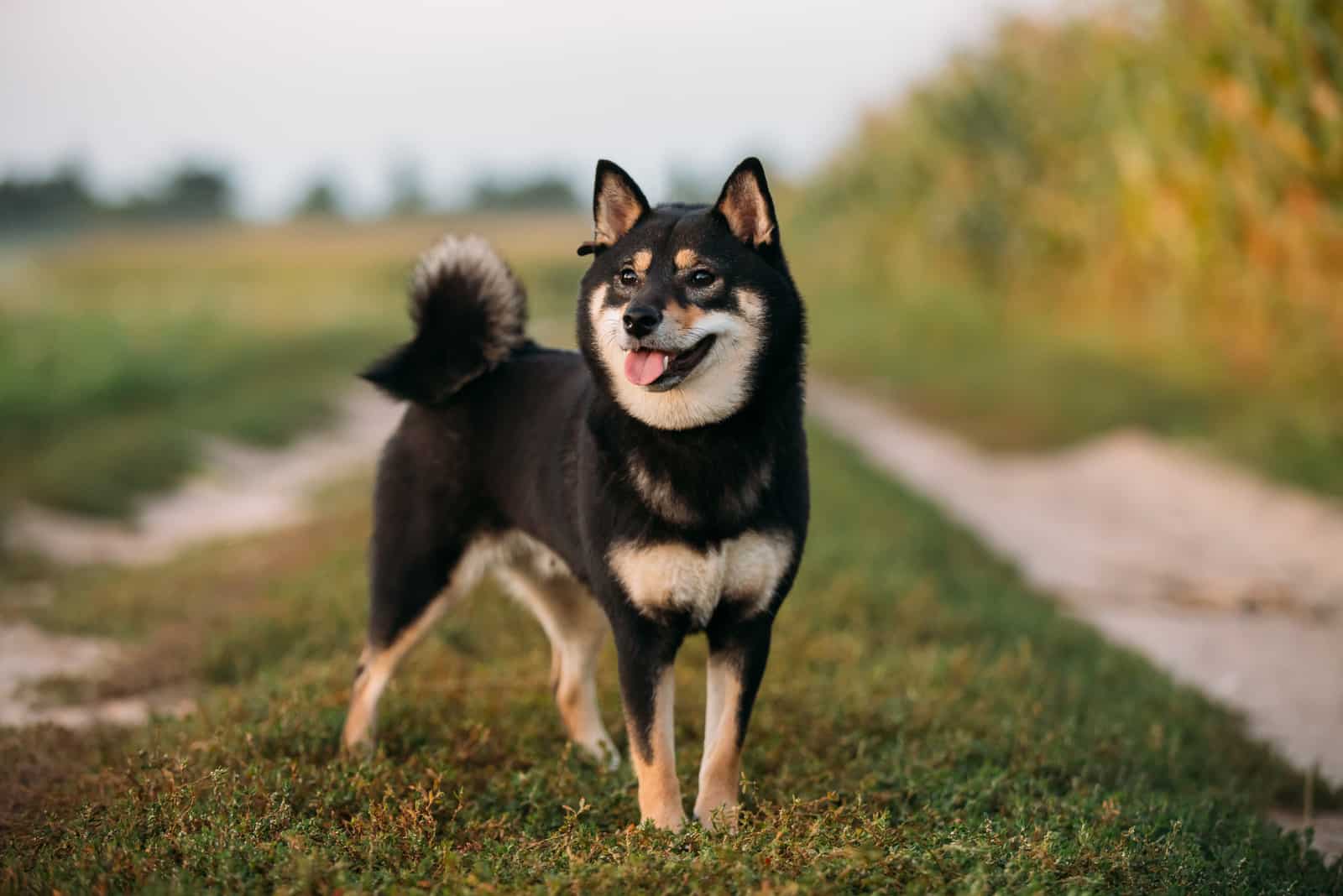 shiba inu negro de pie al aire libre