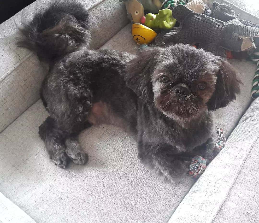 Perro Shih Tzu negro acostado