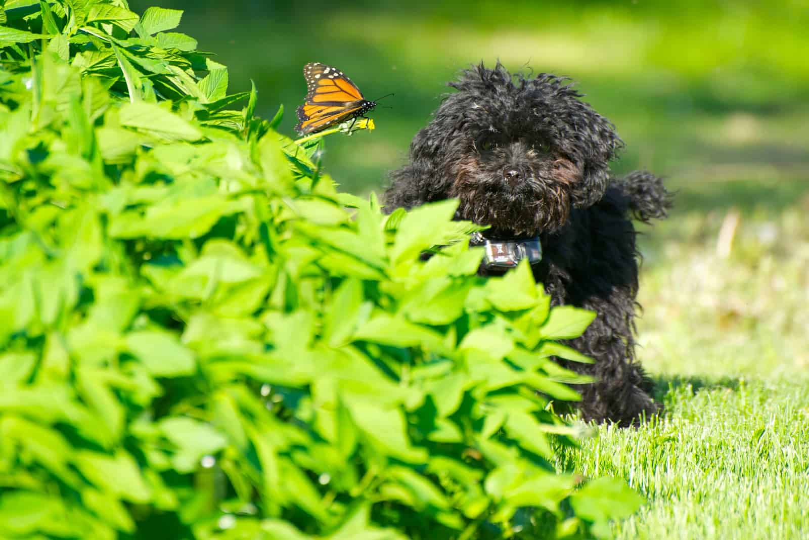 poodle juguete negro escondiéndose detrás de un arbusto