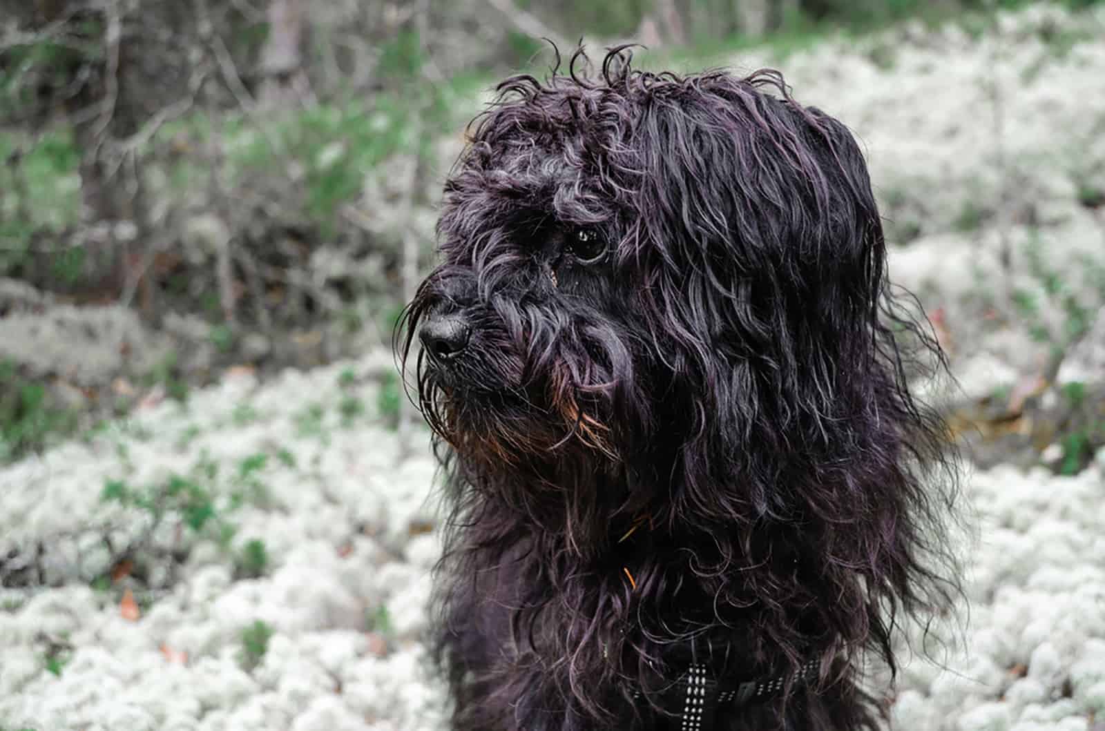 perro yorkiepoo negro en el jardín