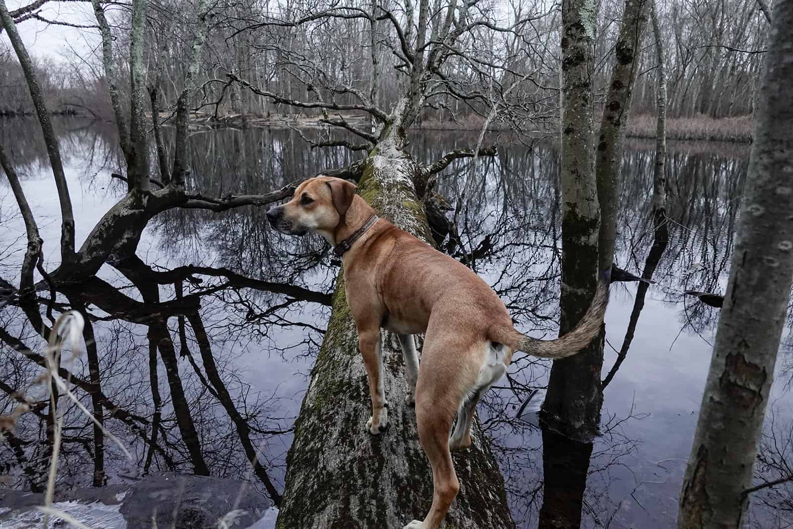 Un perro Blackmouth cur en el bosque.