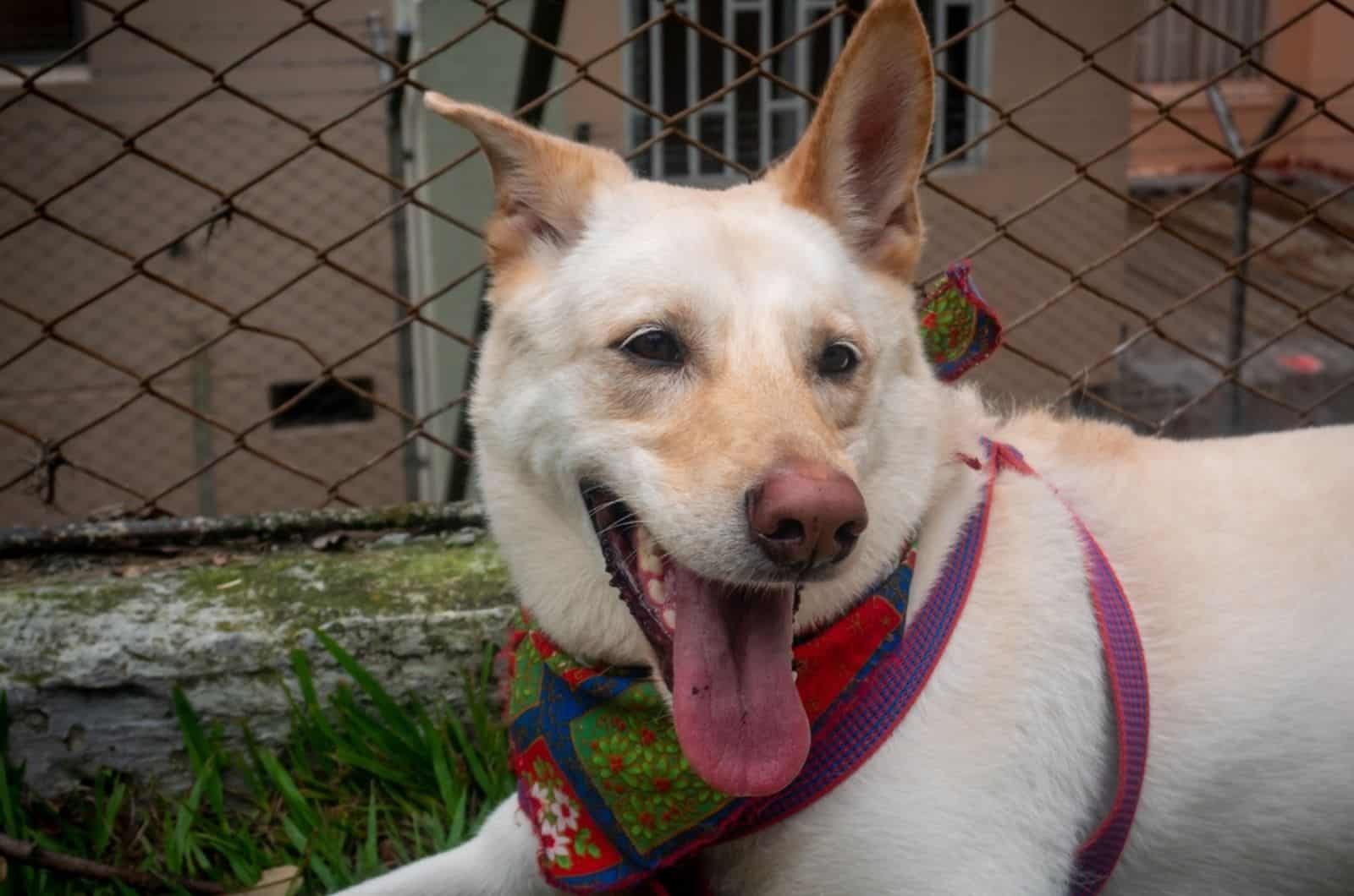 perro pastor alemán rubio tumbado en el patio