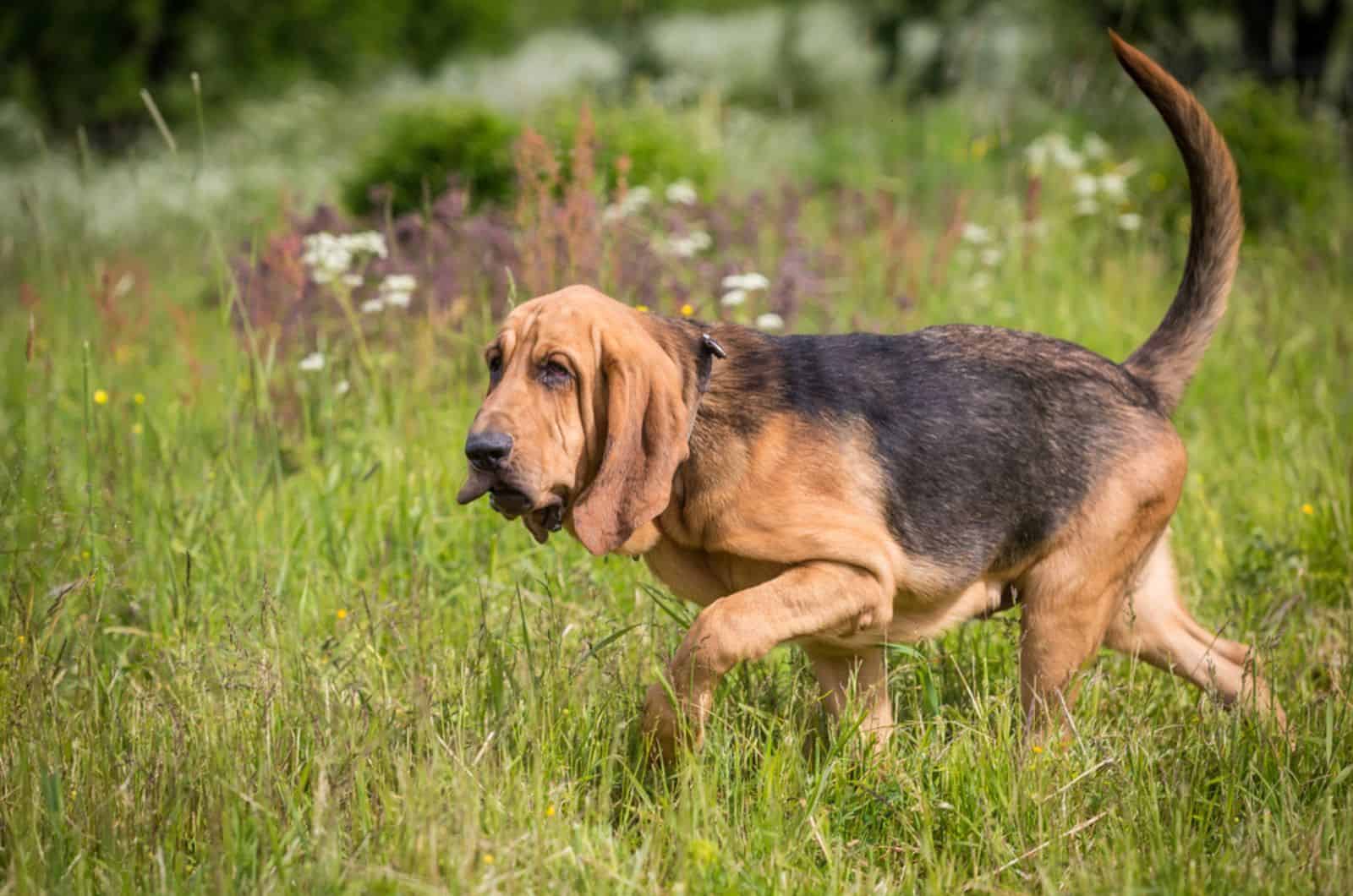 bloodhound caminando en un prado
