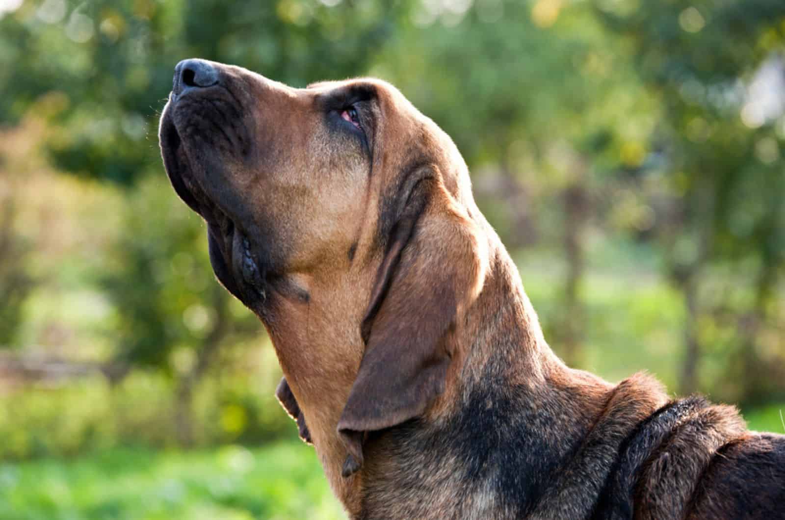 perro bloodhound en la naturaleza