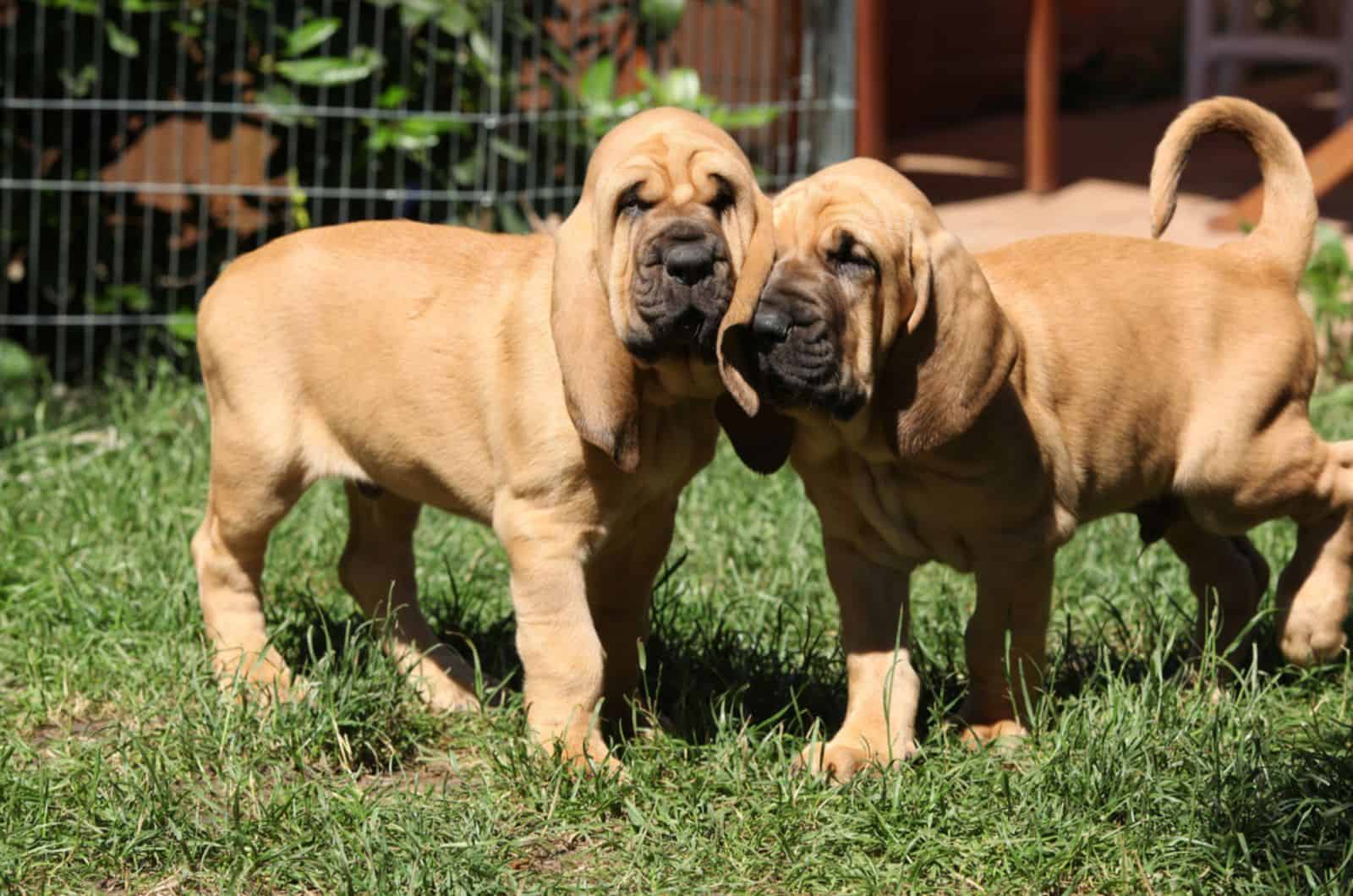 cachorros bloodhound en el patio