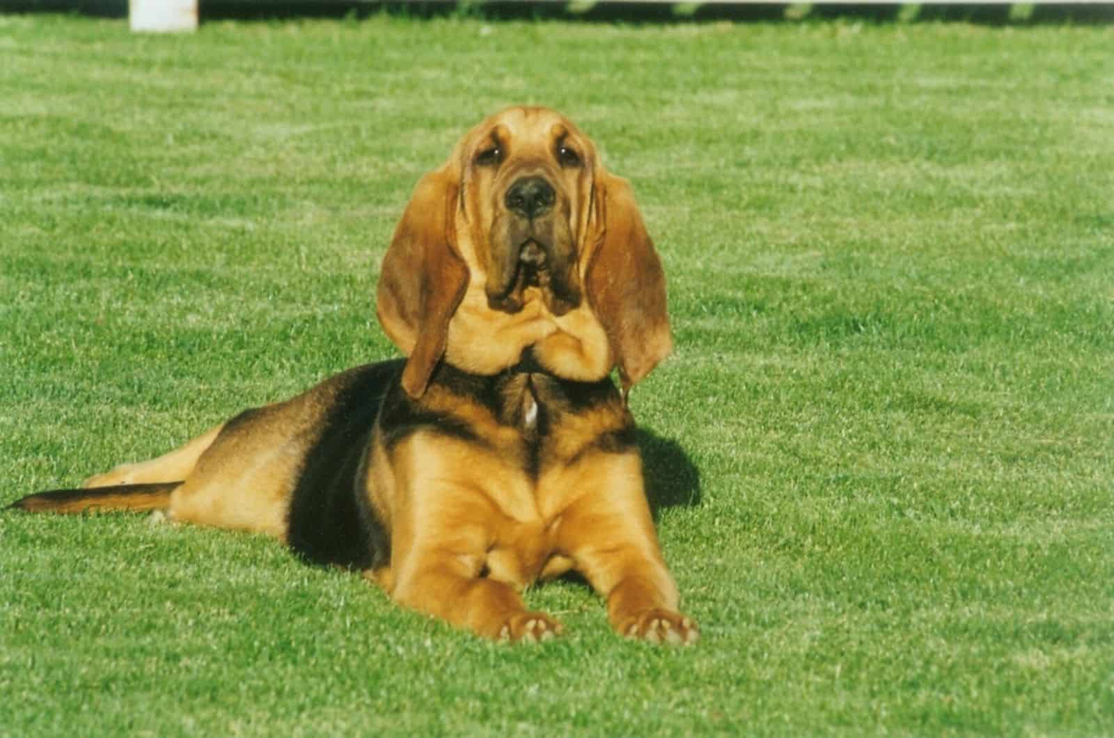 bloodhound tumbado sobre el césped