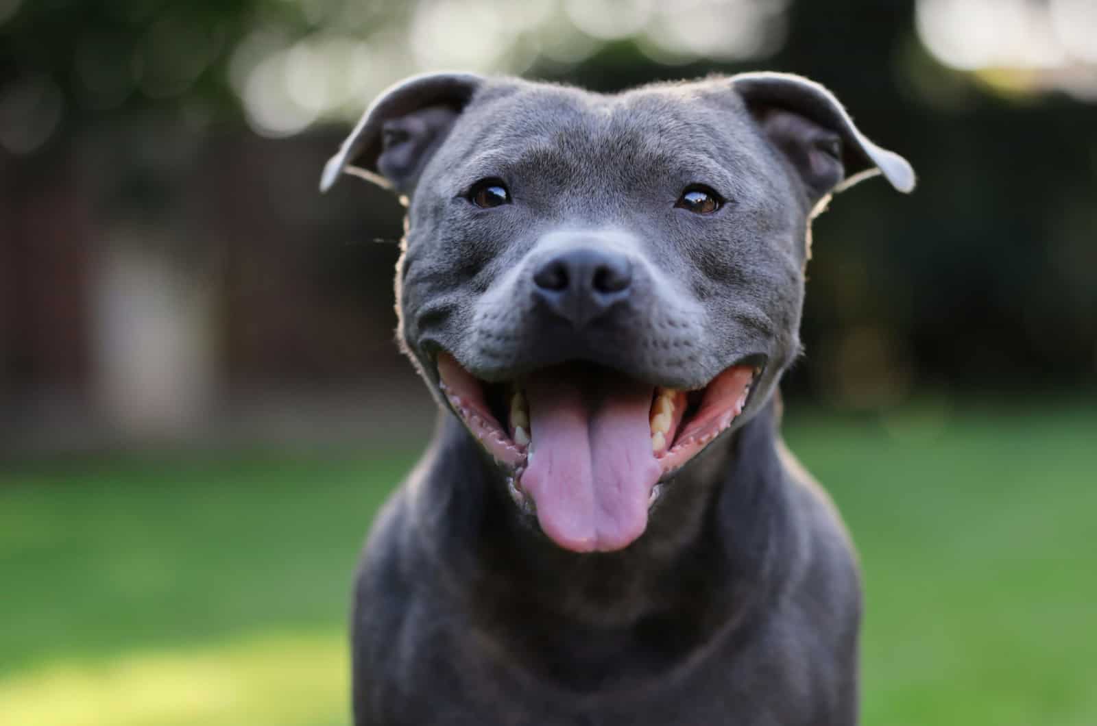 Staffordshire Bull Terrier azul