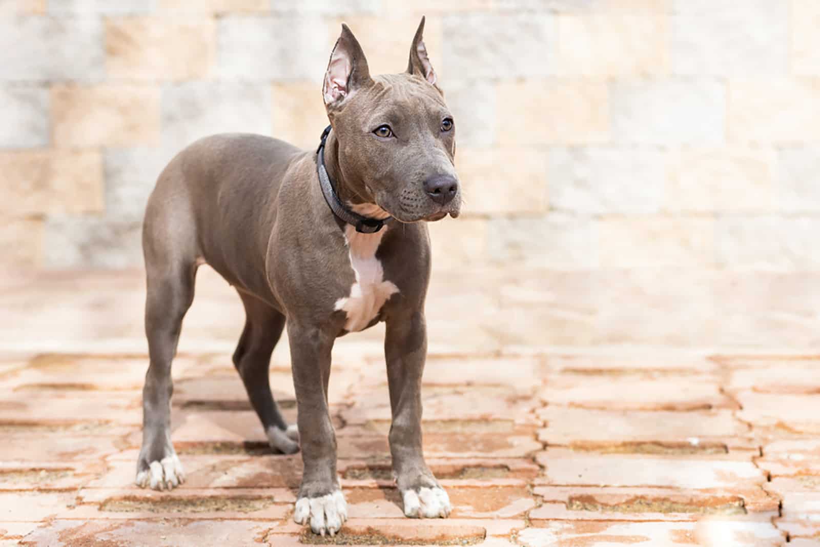 cachorro azul de terrier american staffordshire con orejas cortadas