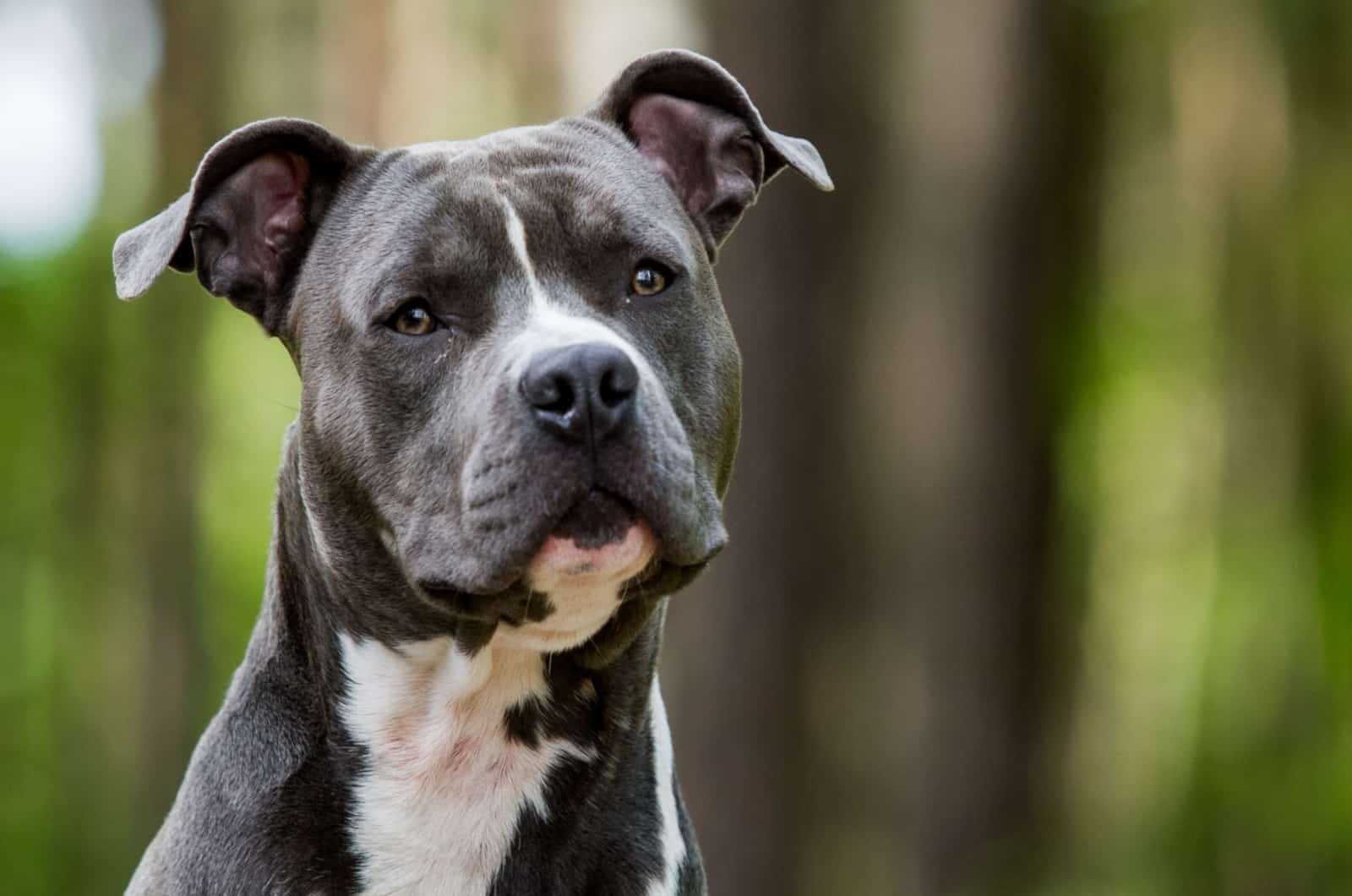 american staffordshire terrier azul